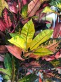 Kroton, Croton