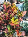 Croton, Codiaeum variegatum