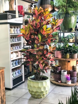 Codiaeum variegatum, croton, kroton 