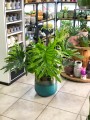 Filodendron Hope