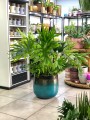 Filodendron selloum Hope