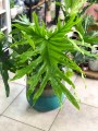 Philodendron Hope