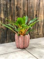 Chlorophytum Green Orange