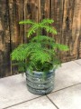 Araucaria heterophylla