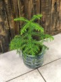 Araucaria