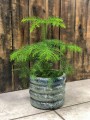 Araukaria heterophylla