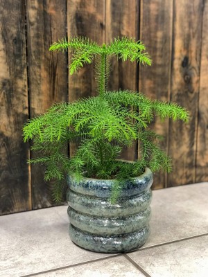 Araucaria heterophylla, araukaria