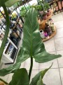 Philodendron Filodendron hastatum