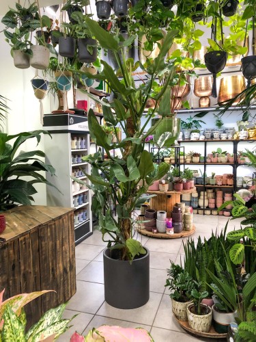 Philodendron hastatum