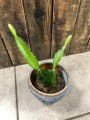 Hylocereus Dragon Fruit