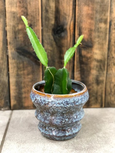 Hylocereus undatus Dragon Fruit