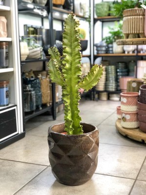 Euphorbia ingens marmorata, wilczomlecz