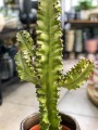Euphorbia marmorata