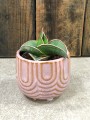 Sansevieria Samurai