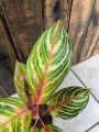 Aglaonema Dreamcatcher