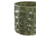 Osłonka Raysa Green