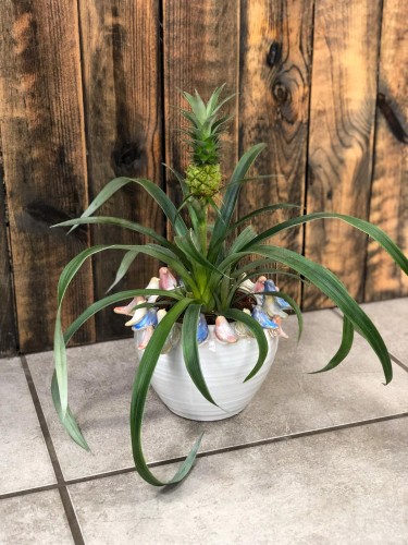 Ananas Mi amigo