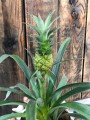 Ananas w doniczce