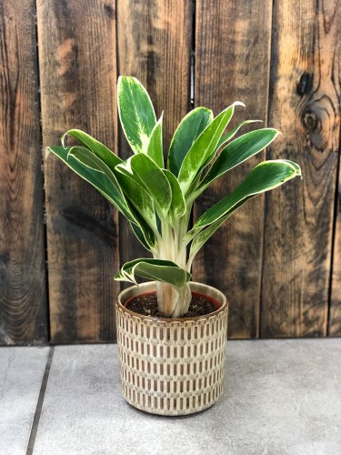 Aglaonema White Lime