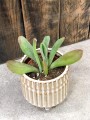 Kalanchoe luciae Oricula