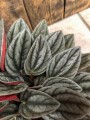 Liść Peperomia Santorini