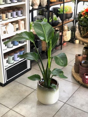 Strelitzia nicolai, strelicja biała