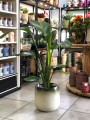 Strelitzia Nicolai