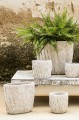 Illaria White PTMD