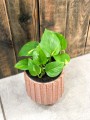 Epipremnum aureum