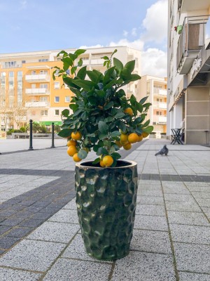 Citrus mitis, drzewko cytrusowe, kalamondyna