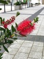 Callistemon Citrinus