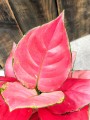 Różowa Aglaonema Pink Star