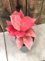 Różowa Aglaonema