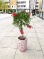 Callistemon red Kuflik
