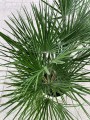 Chamaerops humilis Karłatka Palma