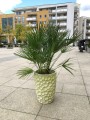 Chamaerops humilis