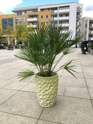 Chamaerops humilis, karłatka, palma