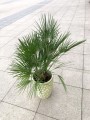 Chamaerops Karłatka