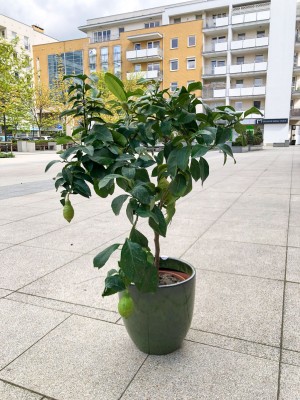 Citrus limon cytrus, drzewko cytrusowe, cytryna