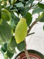 Lemon Citrus
