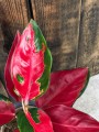 Aglaonema Czerwona