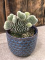 Opuncja Opuntia