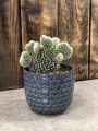 Opuntia Albispina