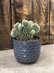 Opuntia microdasys Albispina, opuncja