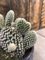 Opuntia microdasys