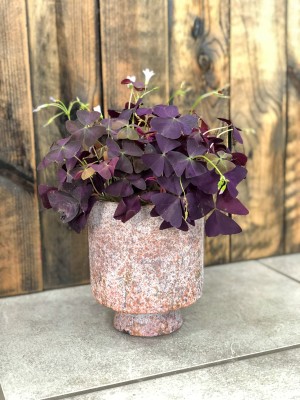 Oxalis triangularis Mijke, szczawik