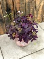 Oxalis triangularis Mijke
