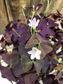 Szczawik Oxalis