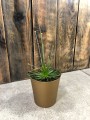 Syngonanthus chrysanthus Mikado