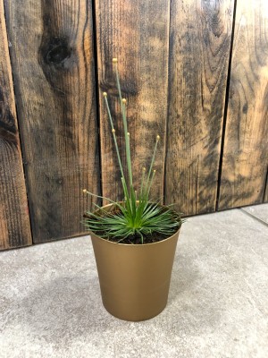 Syngonanthus chrysanthus Mikado Gold